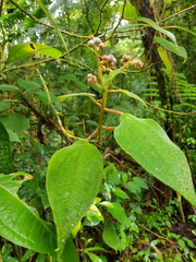 Miconia multiplinervia