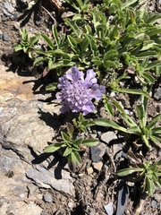 Scabiosa lacerifolia