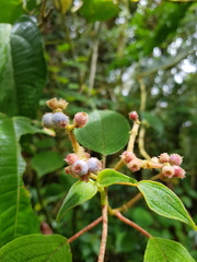 Miconia multiplinervia
