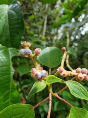 Miconia multiplinervia