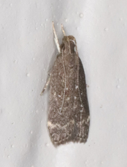 Helcystogramma melantherella