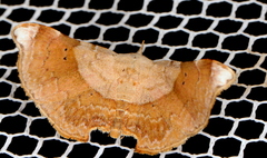 Esthlodora versicolor