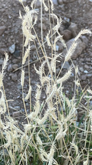 Bouteloua barbata barbata