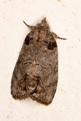 Etanna clopaea