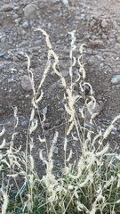 Bouteloua barbata barbata