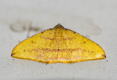 Heterolocha
