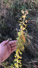 Lysimachia terrestris