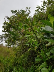 Macrocarpaea valerioi