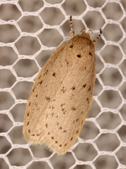 Brachynemata restricta