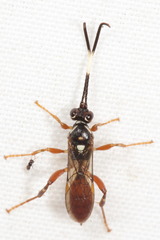 Cratichneumon subfilatus