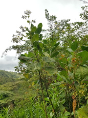 Macrocarpaea valerioi