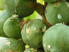 Toxotrypana curvicauda