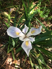 Iris fernaldii
