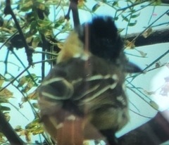 Thamnophilus bernardi