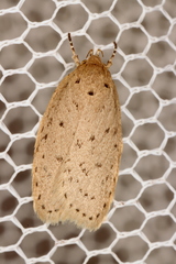 Brachynemata restricta