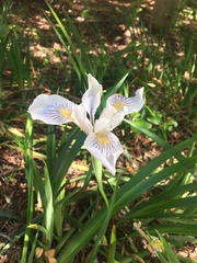 Iris fernaldii