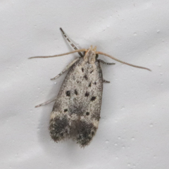 Neodactylota liguritrix