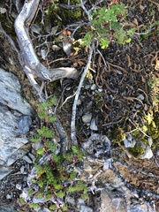 Rosa sericea morrisonensis