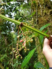 Hoffmannia amplexifolia