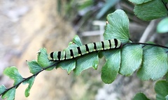 Callopistria guttulalis