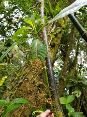 Hoffmannia amplexifolia