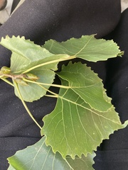 Populus deltoides