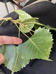 Populus deltoides