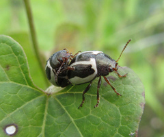 Zygogramma suturalis