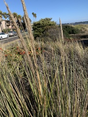 Ammophila arenaria