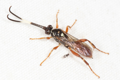 Cratichneumon subfilatus