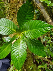 Hoffmannia amplexifolia