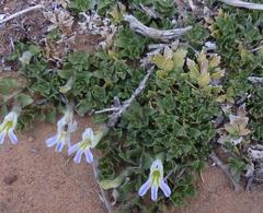 Lobelia thermalis