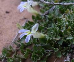 Lobelia thermalis
