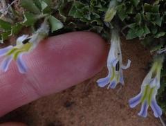 Lobelia thermalis