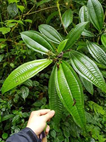 Miconia smaragdina image