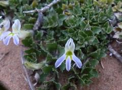 Lobelia thermalis