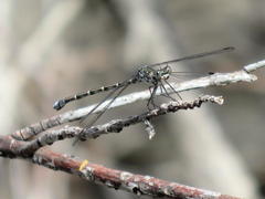 Ecchlorolestes peringueyi