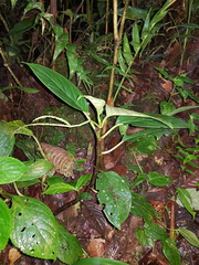 Peperomia striata