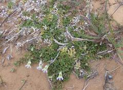 Lobelia thermalis