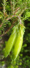 Erica viridiflora viridiflora