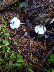 Leucocoprinus brebissonii