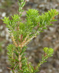 Erica viridiflora viridiflora