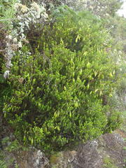 Erica viridiflora viridiflora
