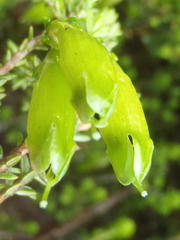 Erica viridiflora viridiflora