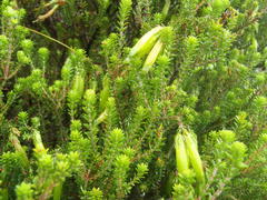 Erica viridiflora viridiflora