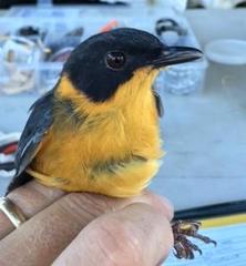 Cossypha dichroa dichroa