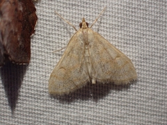 Paracorsia repandalis