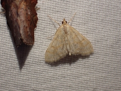 Paracorsia repandalis