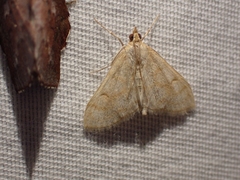 Paracorsia repandalis