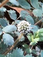Acaena saccaticupula